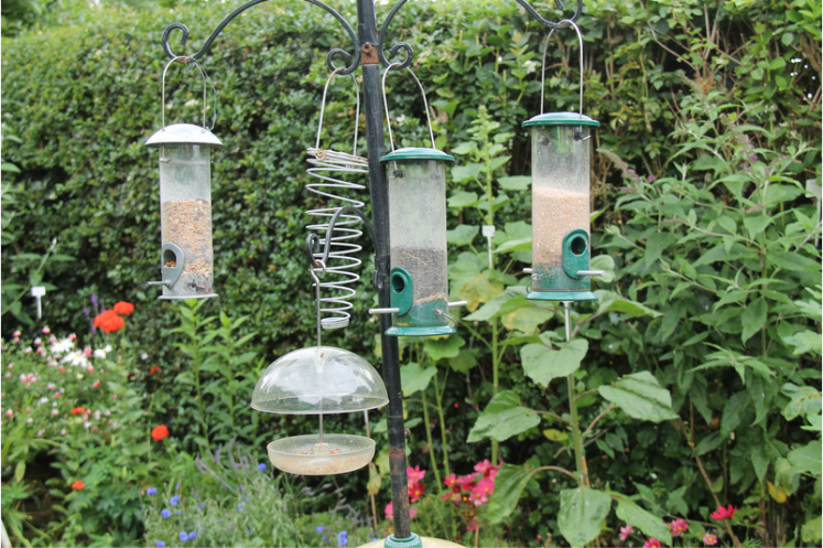 Best Bird Feeders for Attracting Many Different Birds (2026)