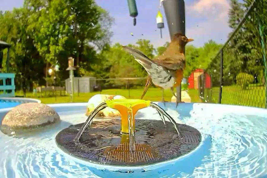 How to Help Birds in Summer: Tips to Keep Backyard Birds Safe in the Heat
