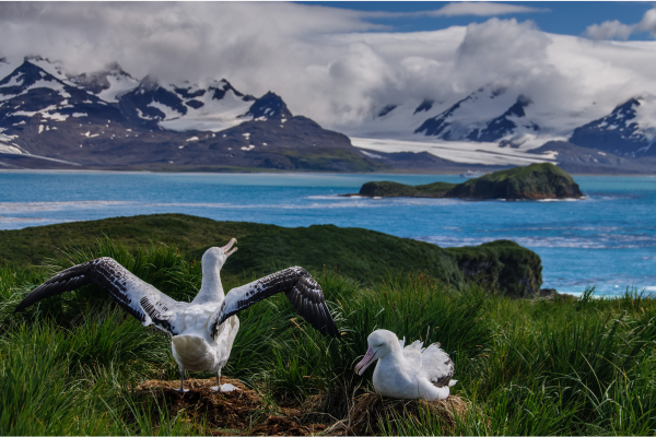 Largest Wingspan of Any Bird: Living Giants vs Extinct Titans