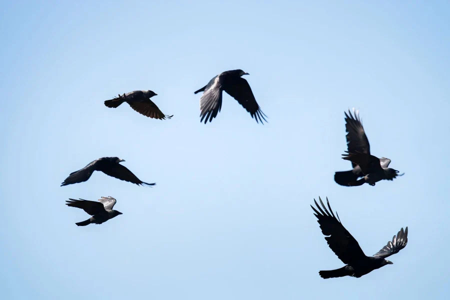 what is a group of ravens called
