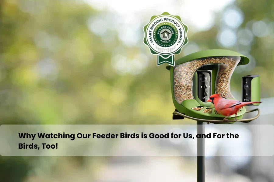 benefits of watching feeder birds