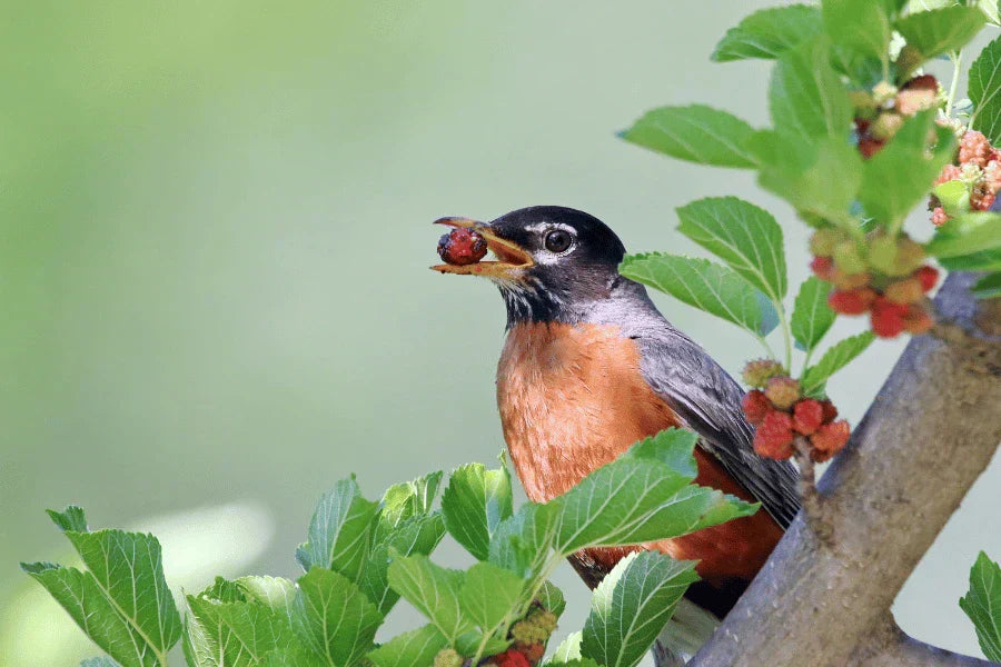 what do American robin birds eat