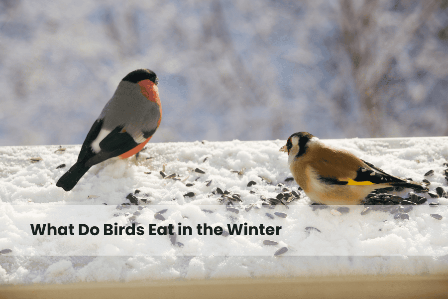 what do birds eat in the winter