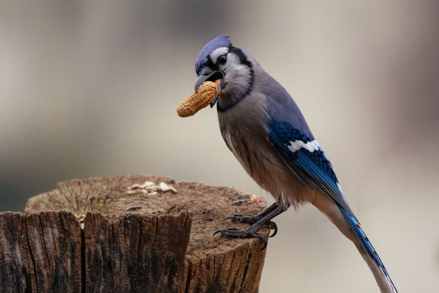 what do birds eat or do not eat
