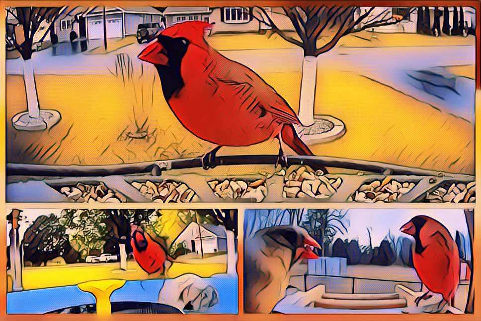 what do cardinals do all day