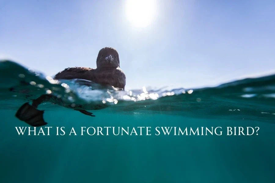 what is a fortunate swimming bird