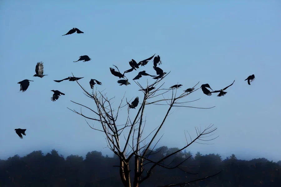 what is a group of crows called