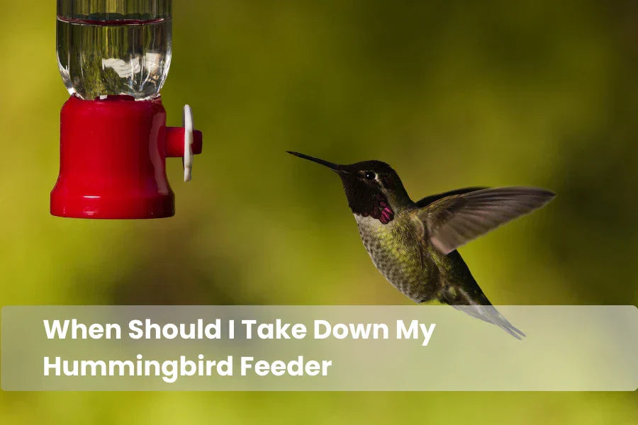 when to take down hummingbird feeders