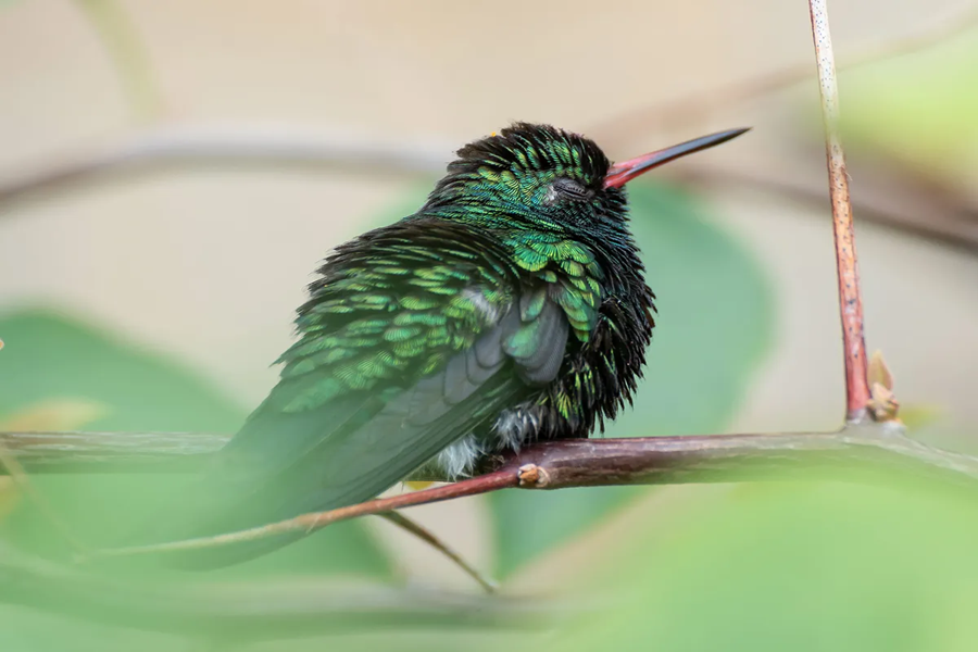 Where do hummingbirds sleep understanding their resting habits birdfy