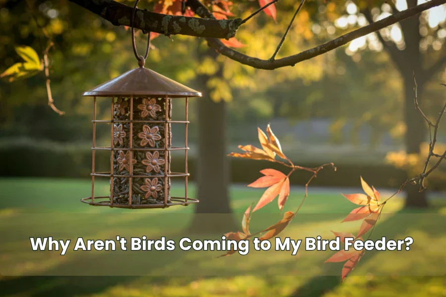 why aren t birds coming to my bird feeder