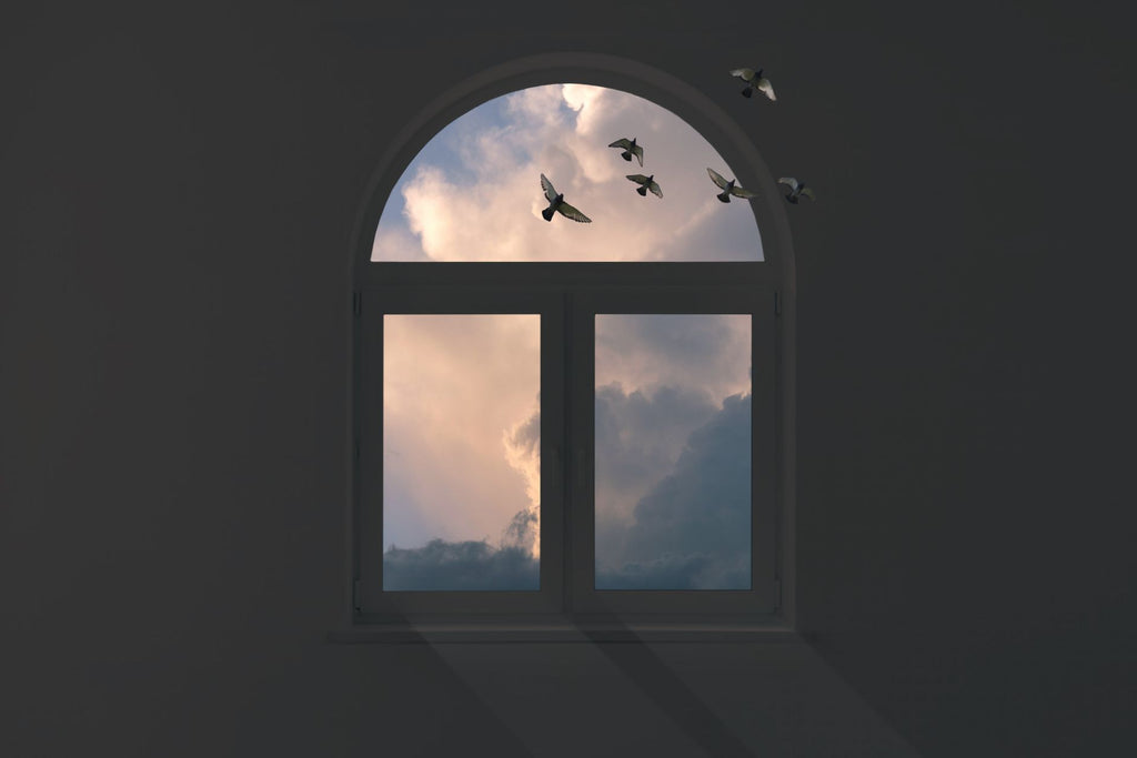 birds and windows