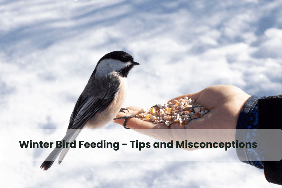 winter bird feeding tips and misconceptions
