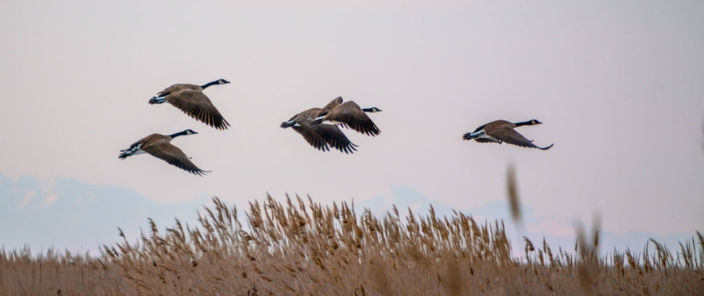 Where Do Birds Go in the Winter?