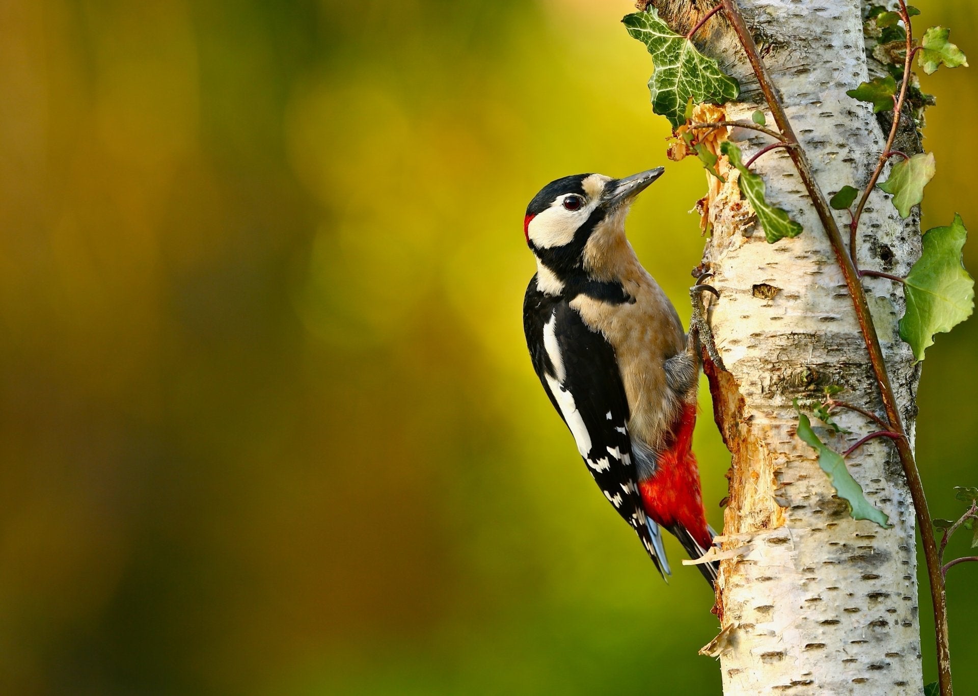 How to Attract Woodpeckers to Your Backyard  (8 Proven Methods)