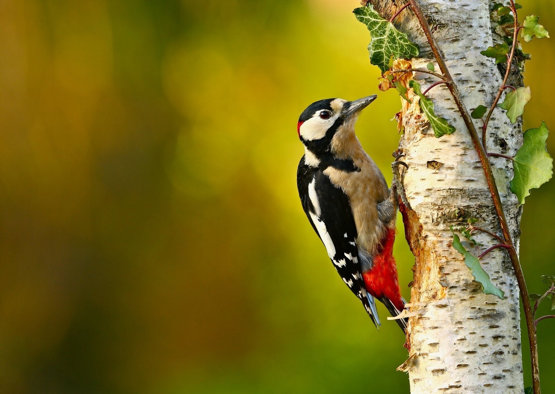 How to Attract Woodpeckers to Your Backyard  (8 Proven Methods)