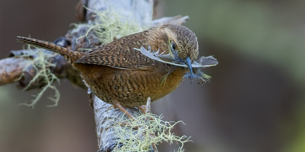 What Do Wrens Eat? The Best Foods to Attract Wrens to Your Backyard