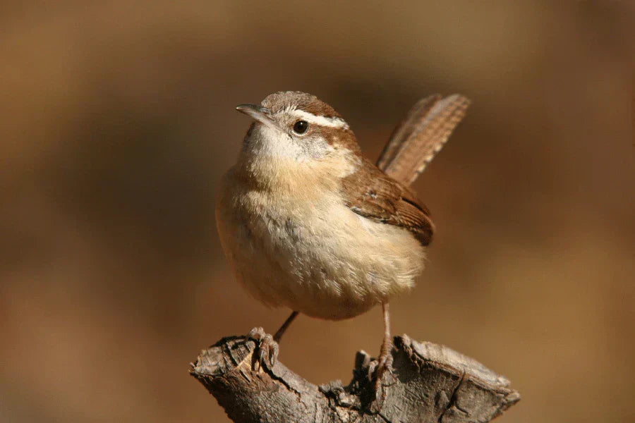 wren