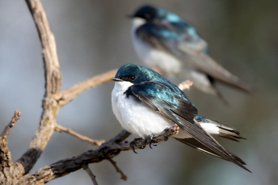 Tree Swallow Size Why female Tree Swallow eats eggshells? – Birdfy