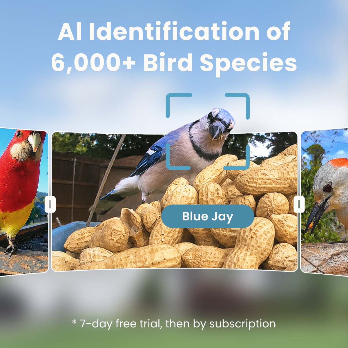 Birdfy Cam - Smart Birdwatching Camera with Bendable Mount