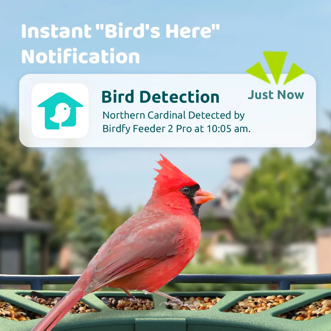 Bird Feeder Camera with Portrait & Wide-angle Camera - Birdfy Feeder 2 Pro