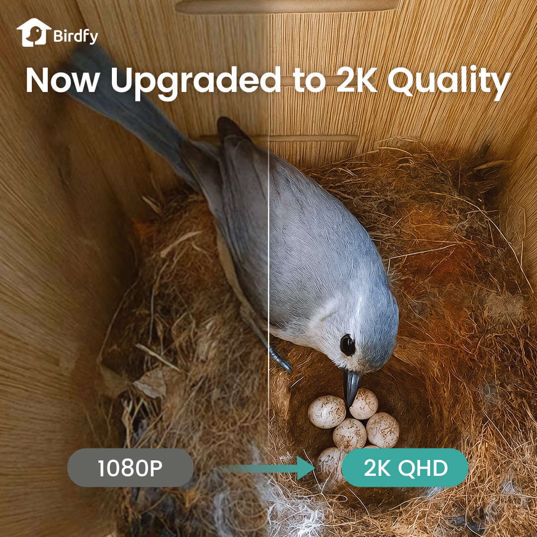 Birdfy Nest Duo - Smart Bird House with Dual Cameras