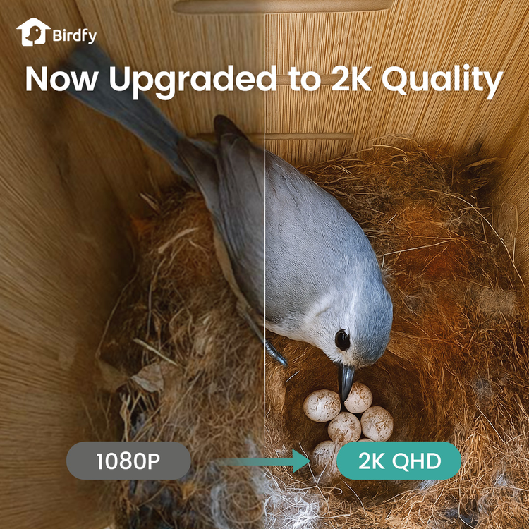 Birdfy Nest Duo - Smart Bird House with Dual Cameras