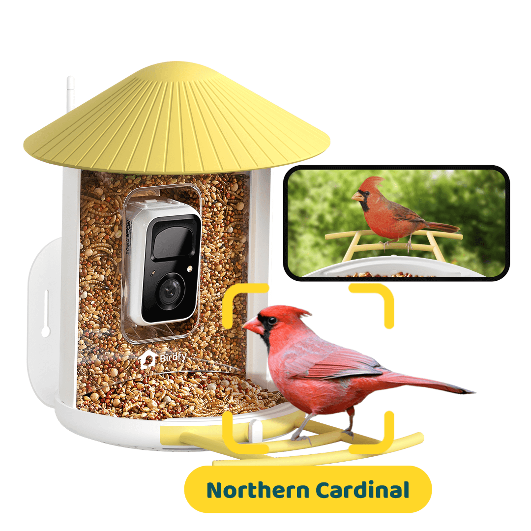 Birdfy Feeder - AI-Powered Smart Bird Feeder with Camera