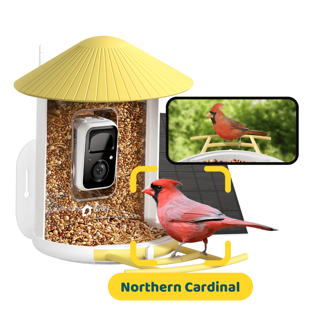 Birdfy Feeder with Solar Panel - Solar-Powered Smart Bird Feeder with Camera