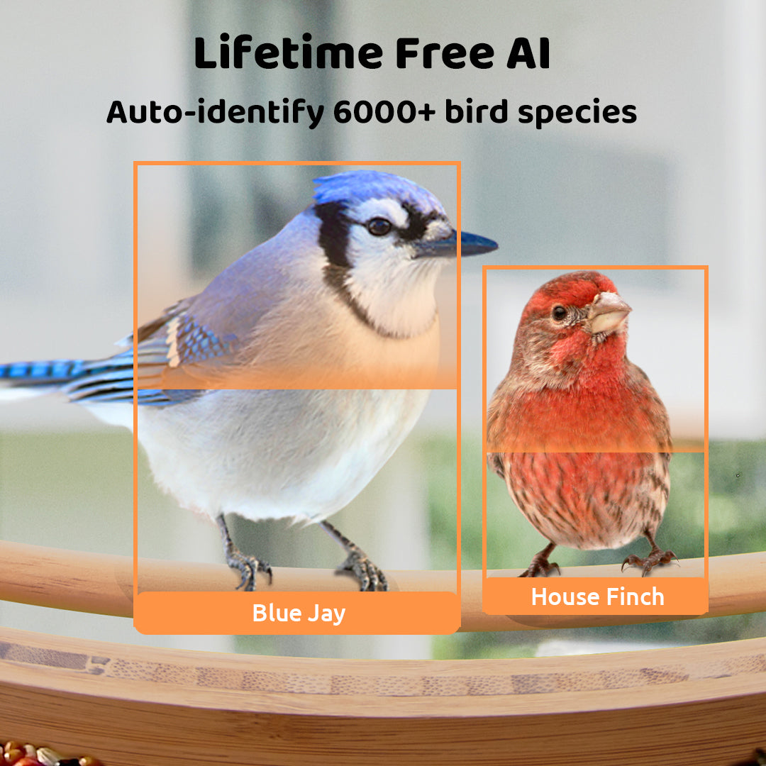 Birdfy Feeder Bamboo - Upgrade Smart Bird Feeder with Eco-friendly Material