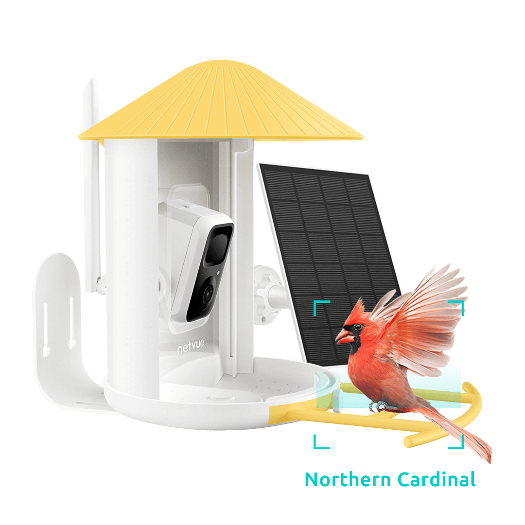 Birdfy Feeder with Solar Panel