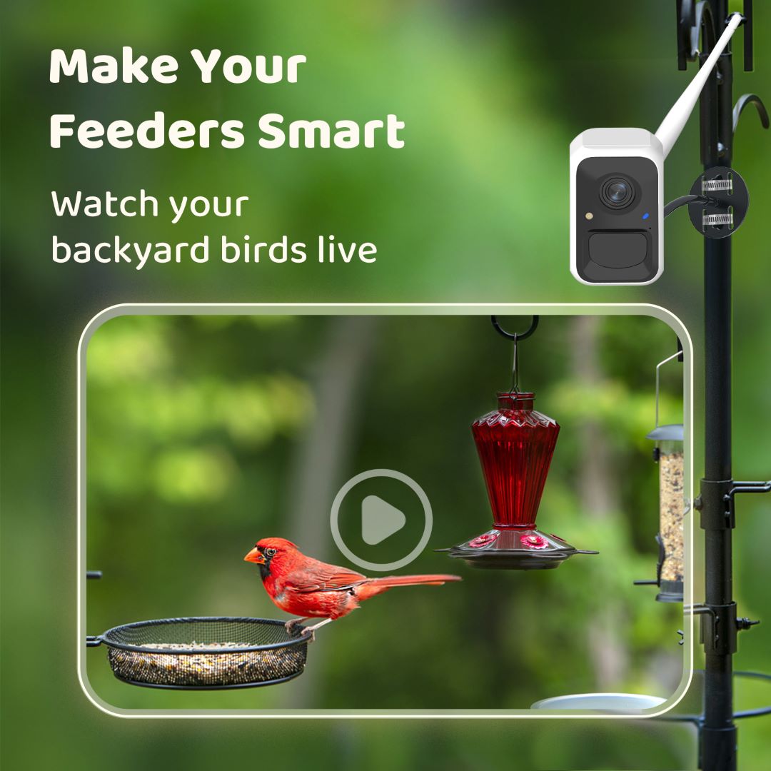 Birdfy Cam - Bird Feeder Cam