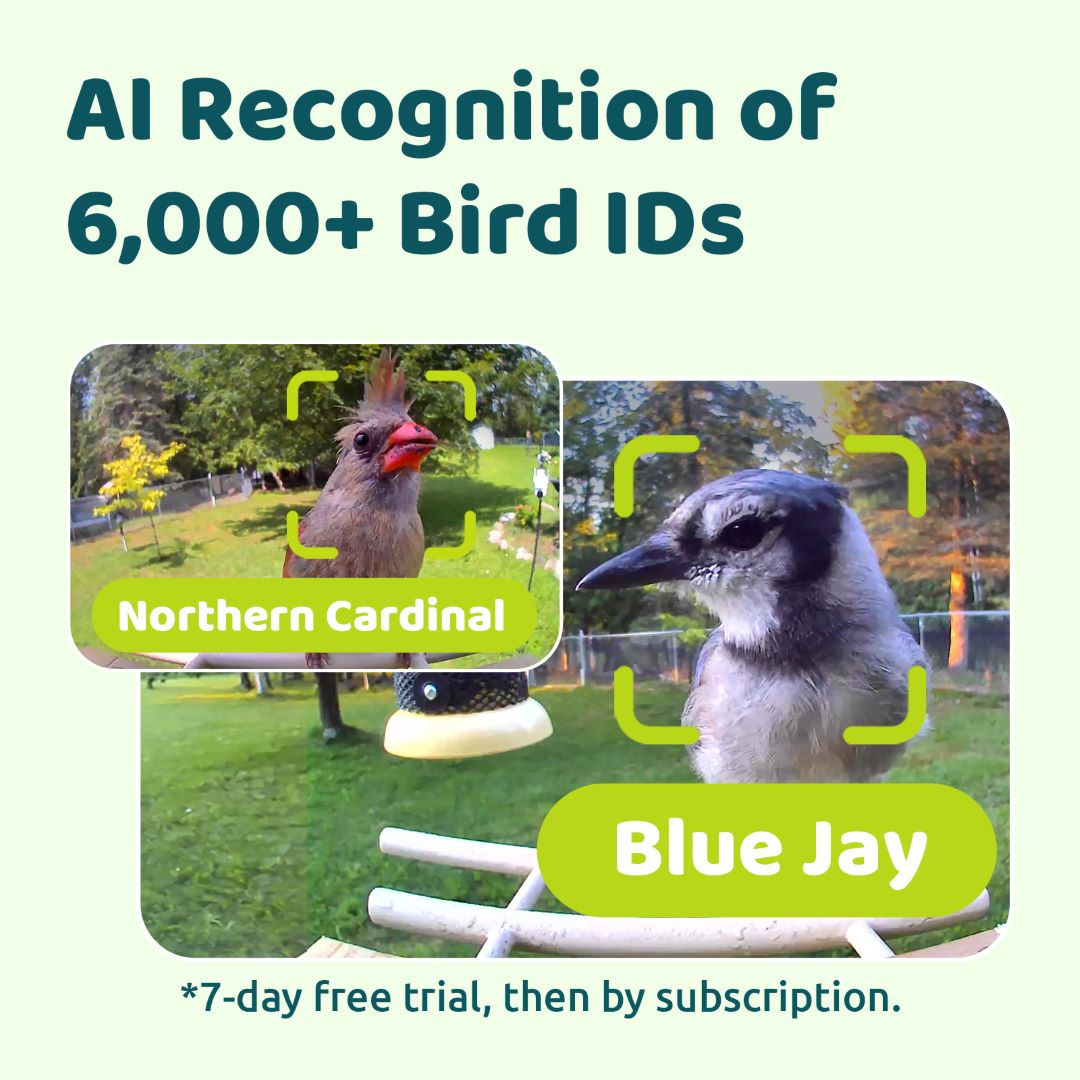 Birdfy Feeder Ebony + 1 Year Plus Membership