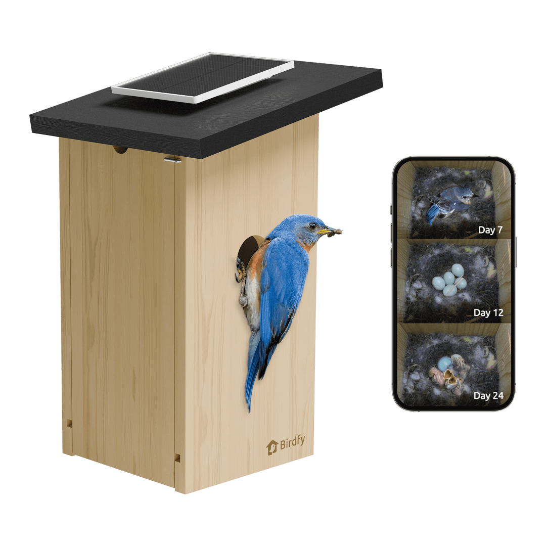 Birdfy Nest Ebony - Wooden Smart Birdhouse