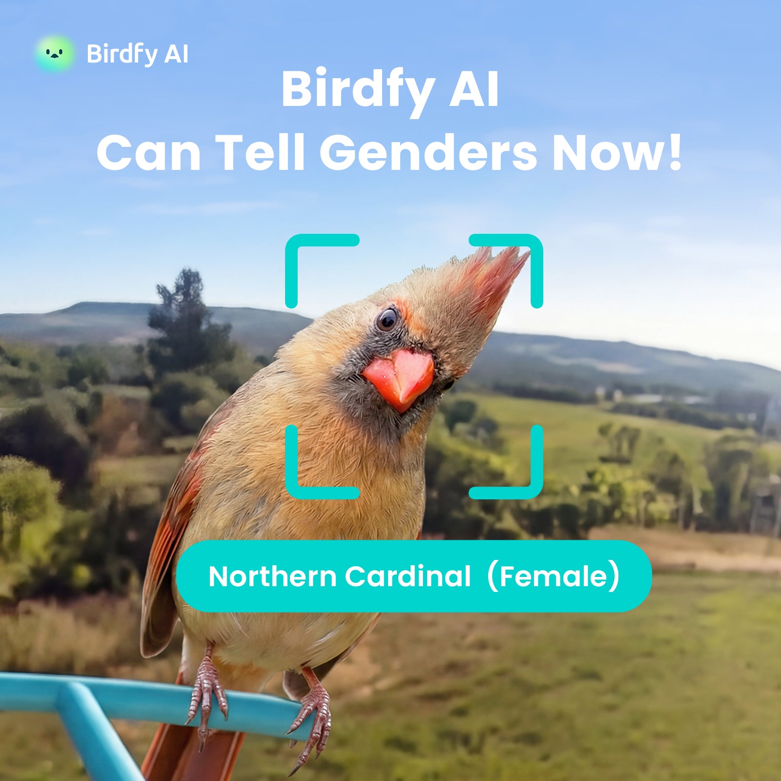 Birdfy Bath Pro - Solar-Powered Smart Birdbath with Fountain