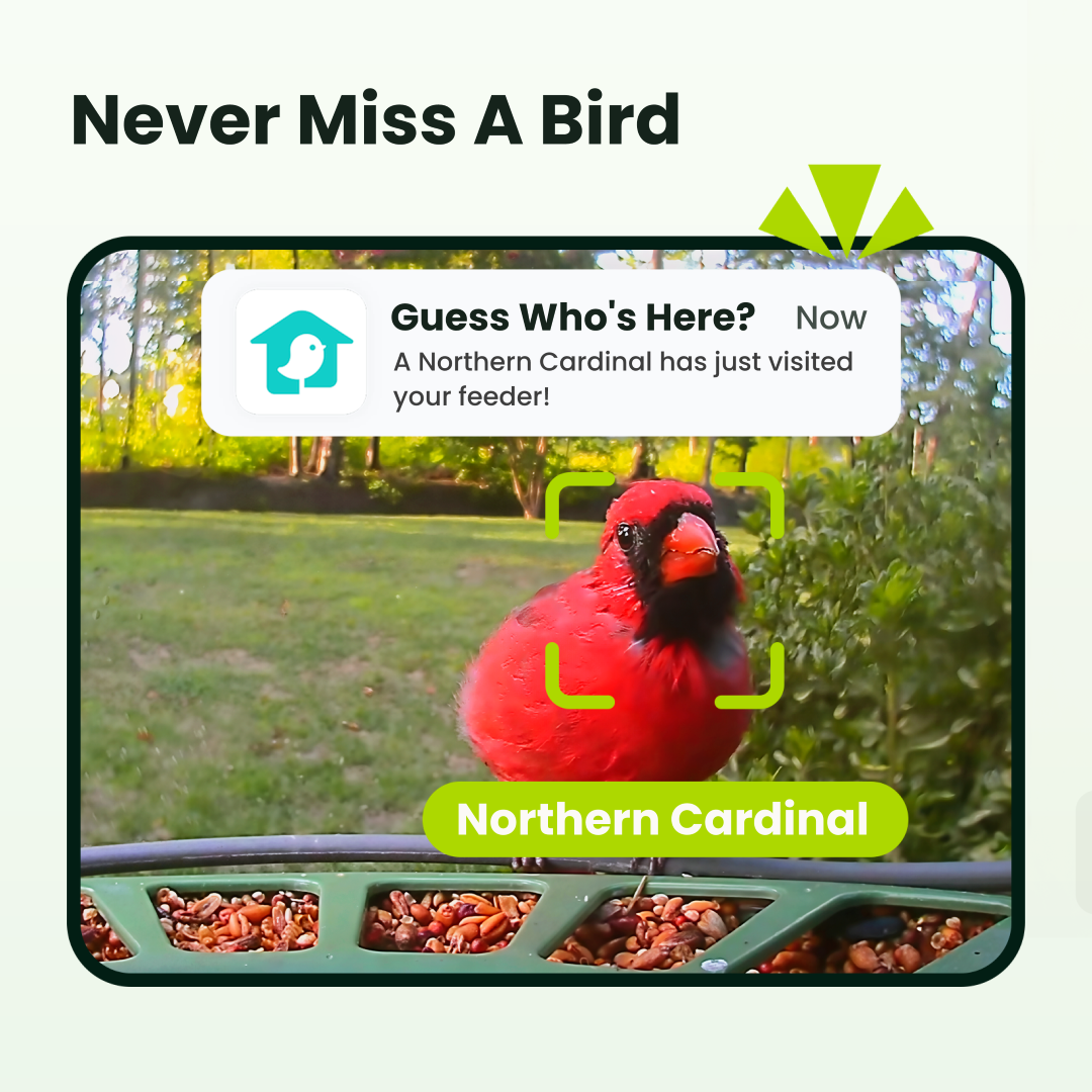 Birdfy feeder2 duo