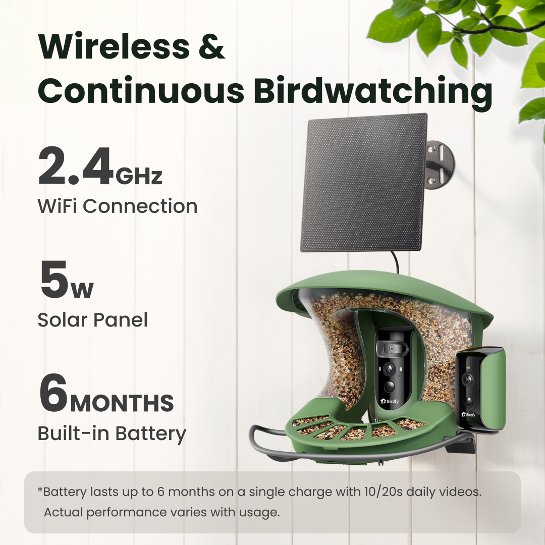 Birdfy feeder2 duo
