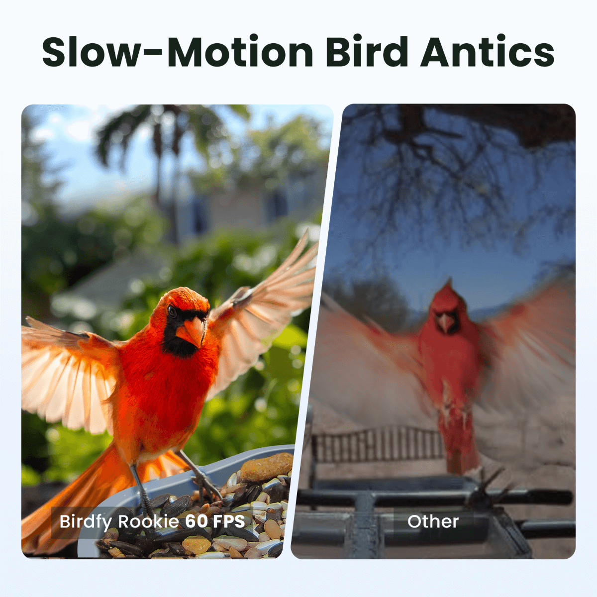 Birdfy Feeder Rookie - Beginner-Friendly Smart Bird Feeder Blue