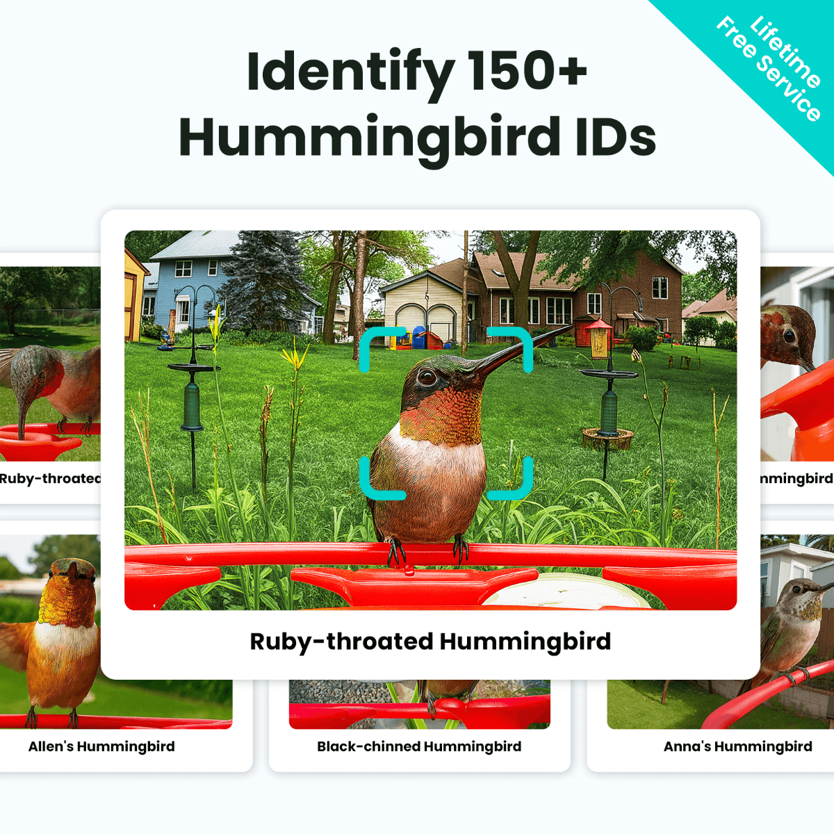 Birdfy Hum Feeder Duo - Hummingbird Feeder with Dual Camera