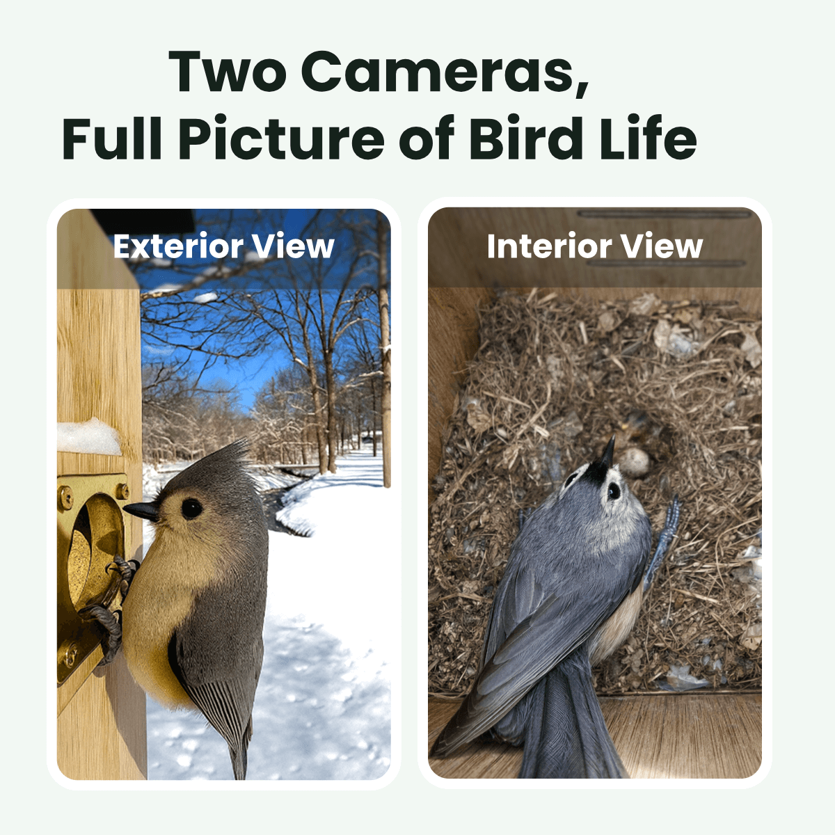 Birdfy Nest Duo - Smart Bird House with Dual Cameras