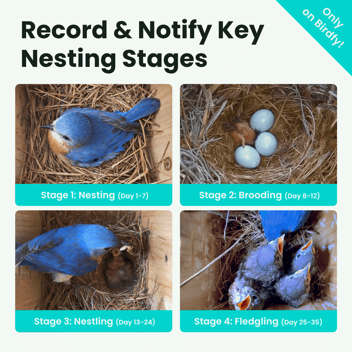 Birdfy Nest Duo - Smart Bird House with Dual Cameras