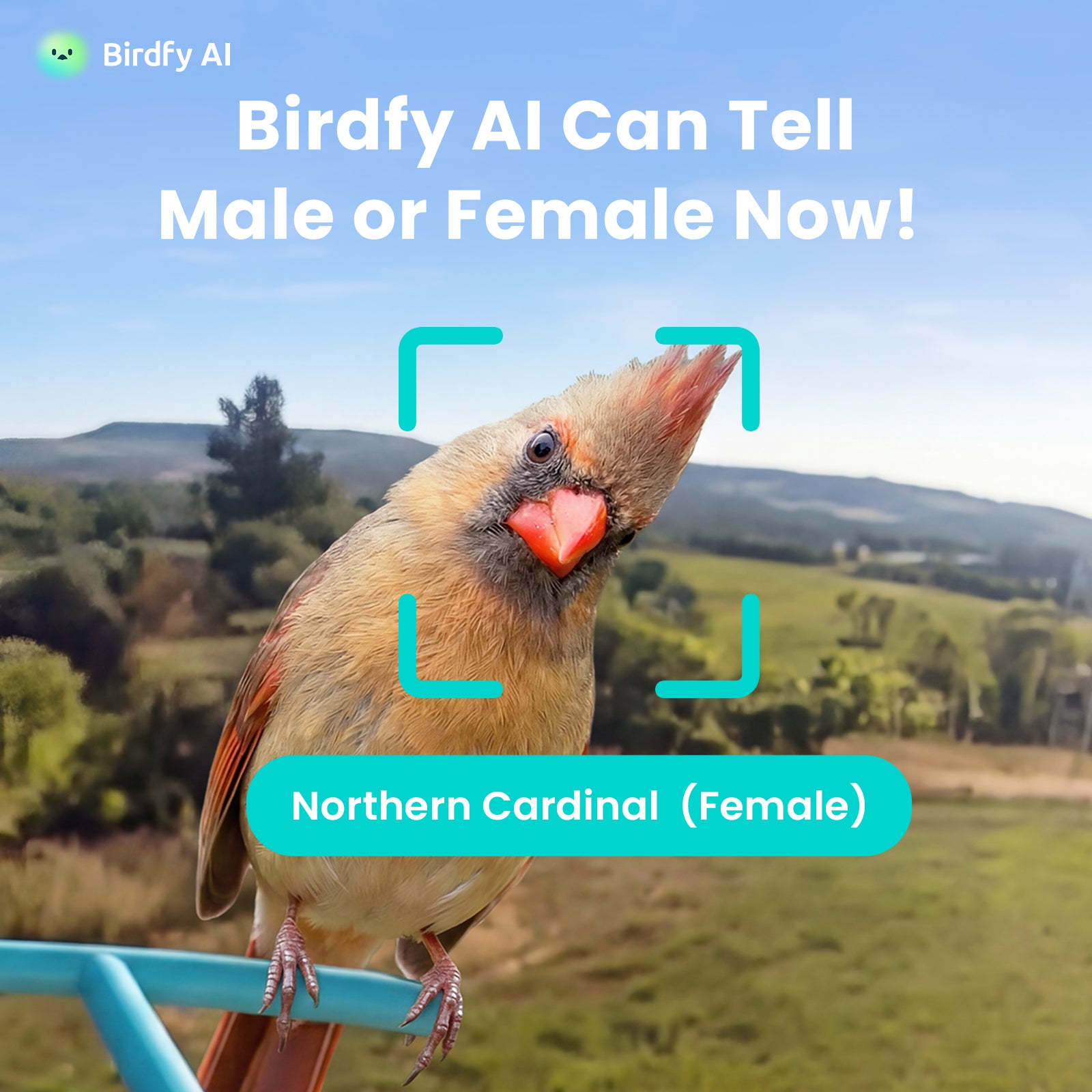 Birdfy Bath Pro - Solar-Powered Smart Birdbath with Fountain