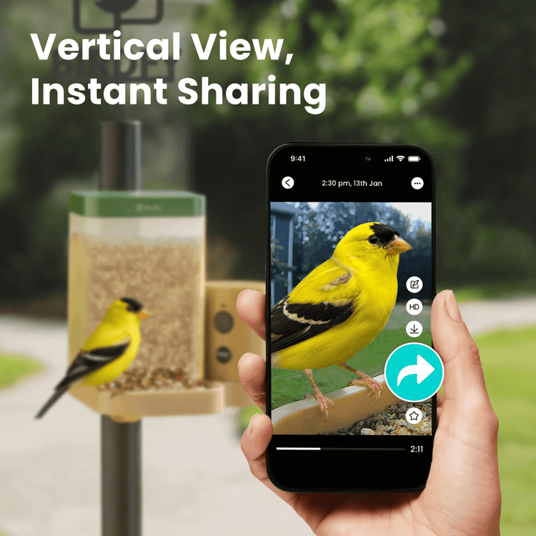 Birdfy Feeder Rookie - Beginner-Friendly Smart Bird Feeder Green