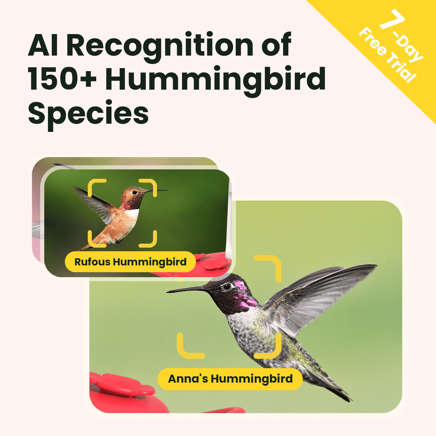 Birdfy Hum Feeder Ruby - Hummingbird Feeder with Camera