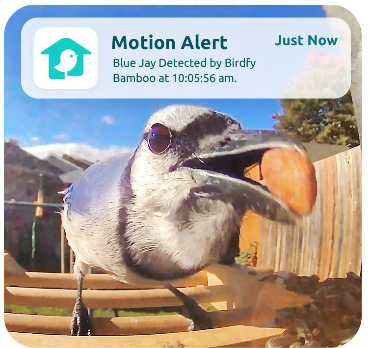 Birdfy_Bamboo
