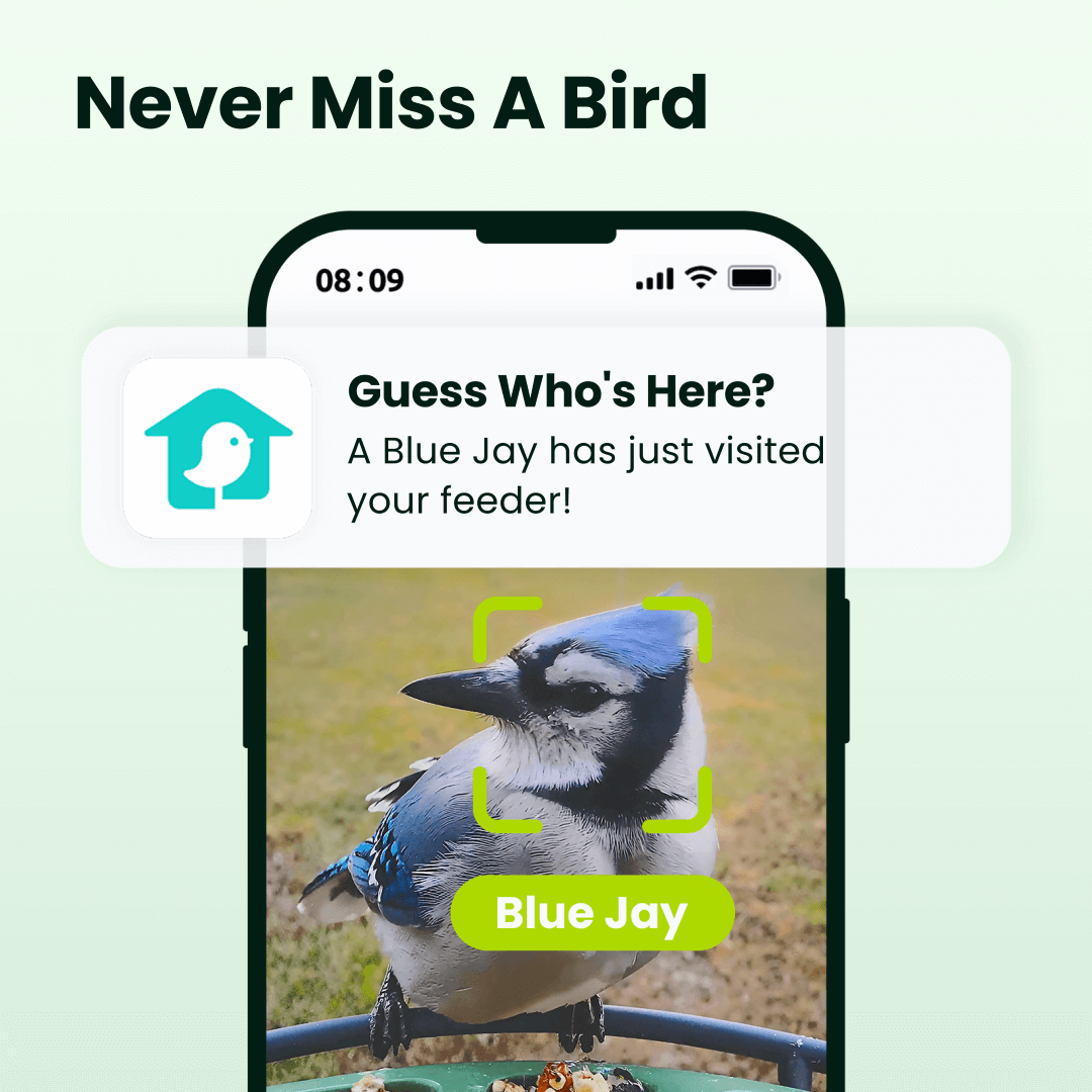 Birdfy feeder2 pro
