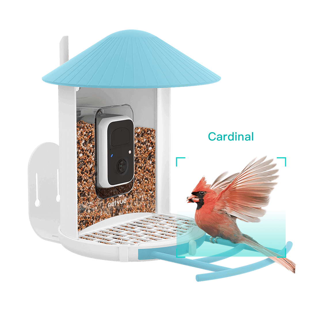 Birdfy Feeder with Seed Guard Set