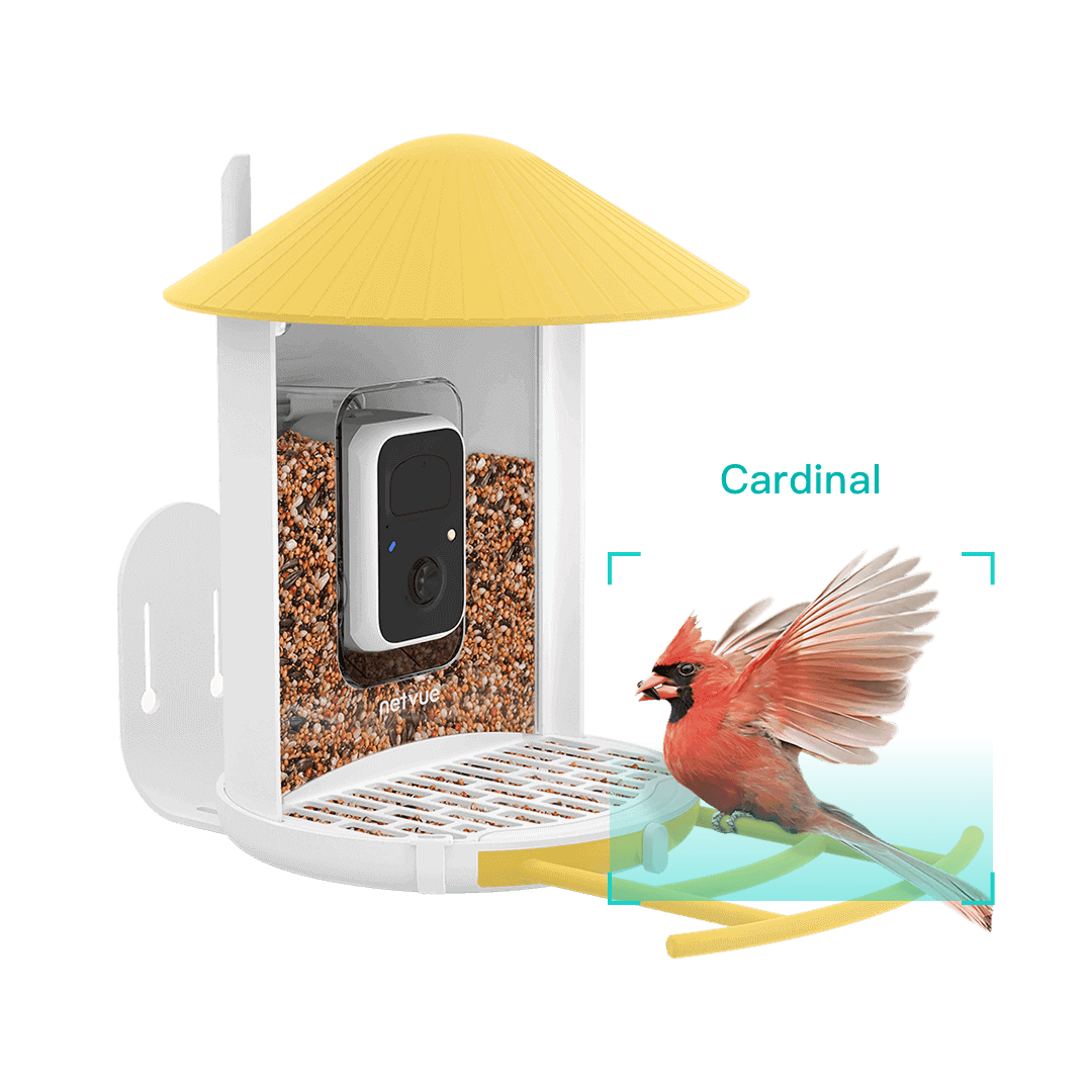 Birdfy Nest - Dual Camera Smart Bird House – netvue