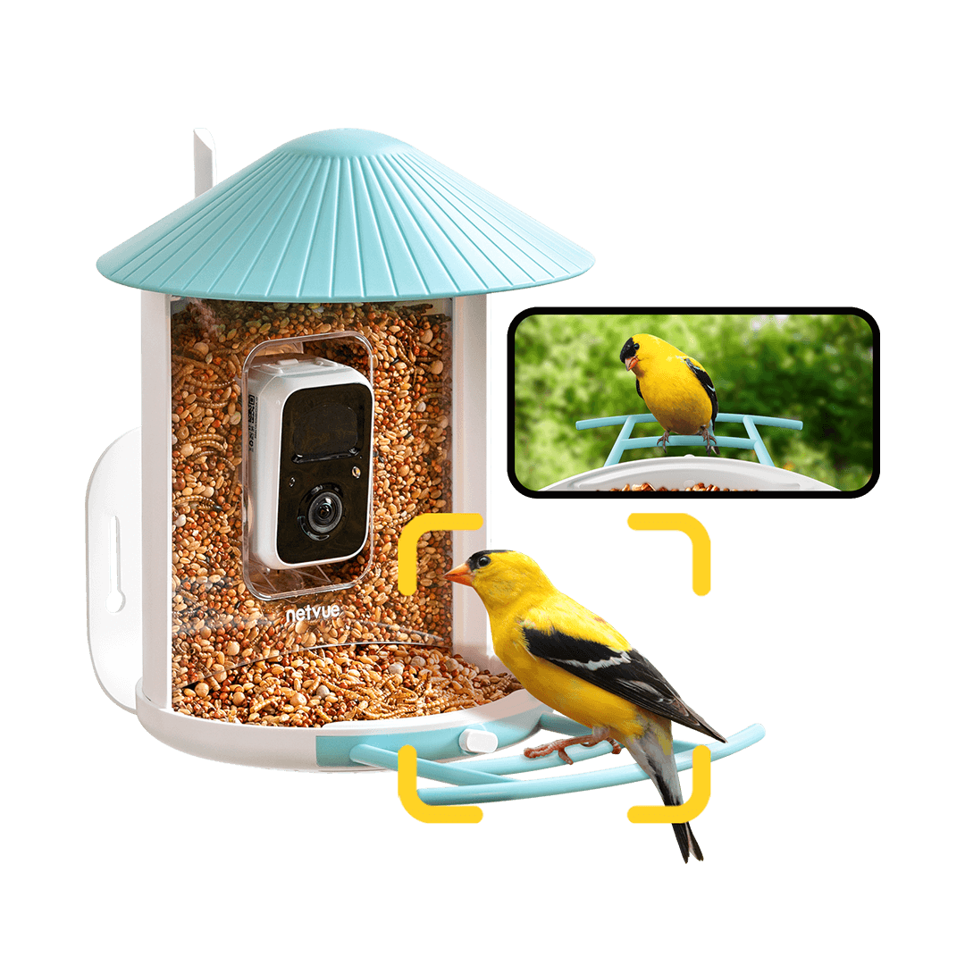 Birdfy Feeder 1 - Bird Feeder Camera