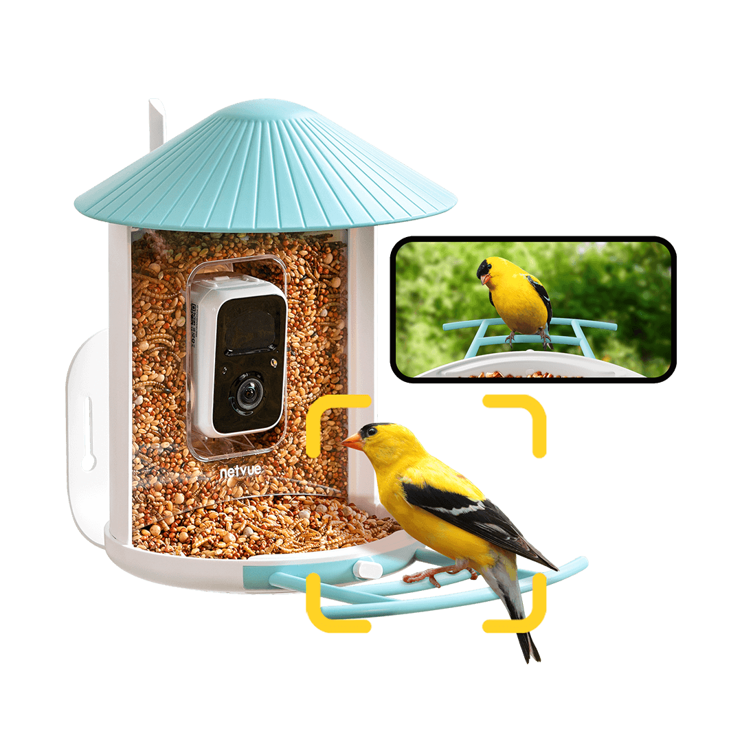 Birdfy Feeder - Fun, Best Gift, Educational Smart Bird Feeder