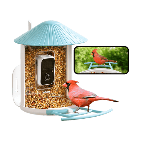 Birdfy Feeder